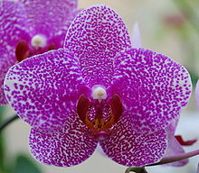 Phalaenopsis flower.JPG