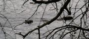известно что евразийский речной бобр. известно что евразийский речной бобр фото. картинка известно что евразийский речной бобр. смотреть фото известно что евразийский речной бобр. смотреть картинку известно что евразийский речной бобр.
