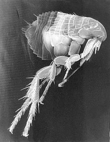 Библейская чума что это такое. 220px Scanning Electron Micrograph of a Flea. Библейская чума что это такое фото. Библейская чума что это такое-220px Scanning Electron Micrograph of a Flea. картинка Библейская чума что это такое. картинка 220px Scanning Electron Micrograph of a Flea.