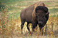 у каких животных есть грива. 120px American bison k5680 1. у каких животных есть грива фото. у каких животных есть грива-120px American bison k5680 1. картинка у каких животных есть грива. картинка 120px American bison k5680 1