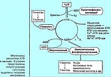 Анаэробные микроорганизмы что это. 220px Anaerob myo. Анаэробные микроорганизмы что это фото. Анаэробные микроорганизмы что это-220px Anaerob myo. картинка Анаэробные микроорганизмы что это. картинка 220px Anaerob myo