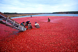 cranberry что это такое. Смотреть фото cranberry что это такое. Смотреть картинку cranberry что это такое. Картинка про cranberry что это такое. Фото cranberry что это такое
