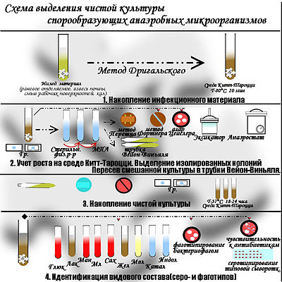 Анаэробные микроорганизмы что это. 400px Anaeroben. Анаэробные микроорганизмы что это фото. Анаэробные микроорганизмы что это-400px Anaeroben. картинка Анаэробные микроорганизмы что это. картинка 400px Anaeroben