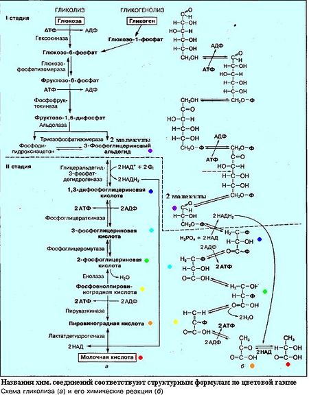 Анаэробные микроорганизмы что это. 450px Glycoliz. Анаэробные микроорганизмы что это фото. Анаэробные микроорганизмы что это-450px Glycoliz. картинка Анаэробные микроорганизмы что это. картинка 450px Glycoliz