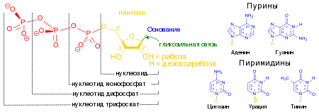 Что такое нуклеотиды в биологии. Смотреть фото Что такое нуклеотиды в биологии. Смотреть картинку Что такое нуклеотиды в биологии. Картинка про Что такое нуклеотиды в биологии. Фото Что такое нуклеотиды в биологии